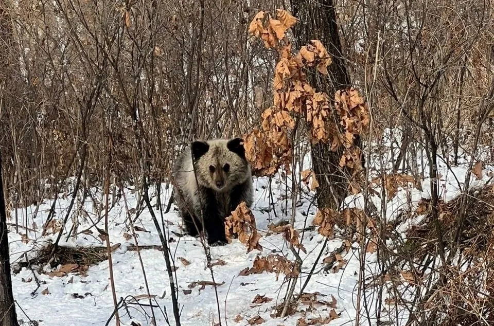 Медвежонок замечен в окрестностях Биробиджана