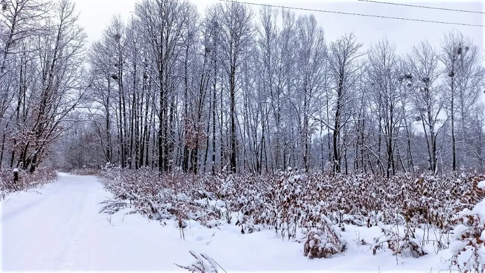 Ответят по закону за вырубку трёх дубов жители ЕАО