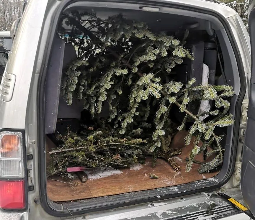 О том, что ёлка может быть заразной, предупреждает Россельхознадзор ЕАО