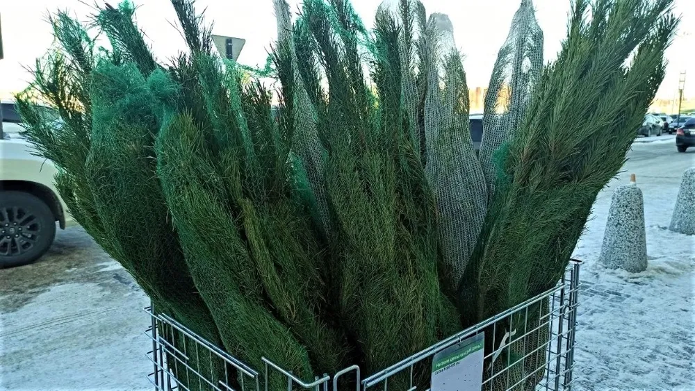 Живые ели заготавливает Биробиджанский лесхоз для жителей ЕАО