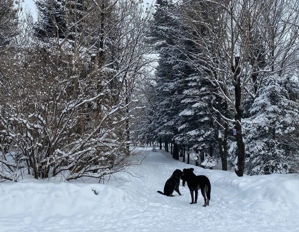 Сильный снег в разных районах ЕАО прогнозируют синоптики 13 декабря - погода