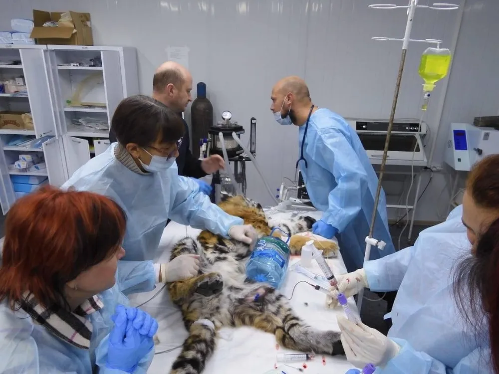 Выжившего тигренка из ЕАО пытаются спасти специалисты