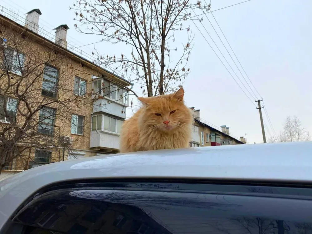 Мороз выше 30°С прогнозируется ночью в ЕАО - погода на 15 января