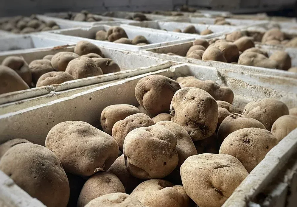 Запрещенный картофель нашли у гражданина Китая в пункте пропуска Амурзет ЕАО