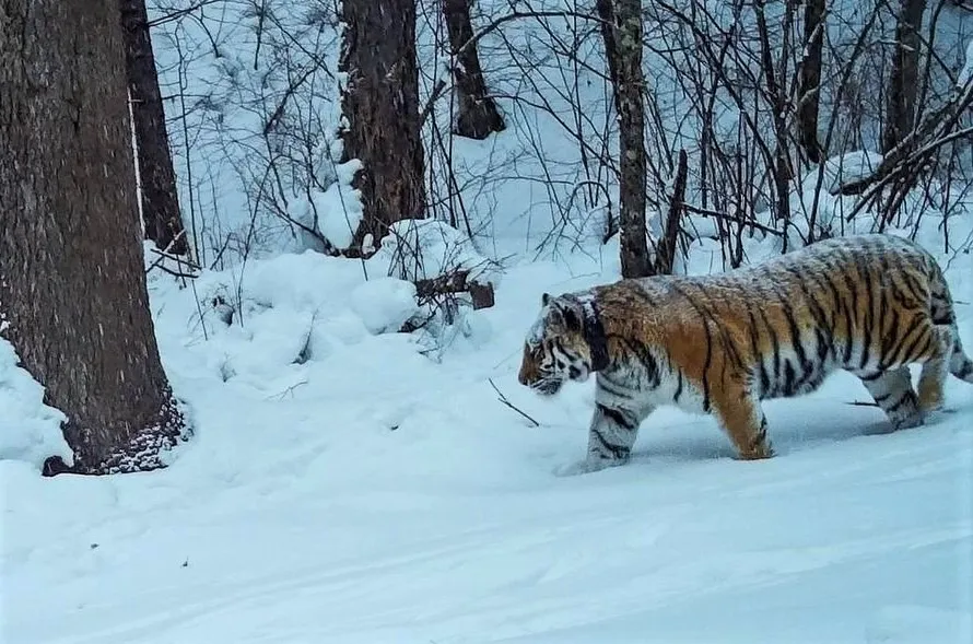 Голодают ли тигры в ЕАО, рассказали специалисты