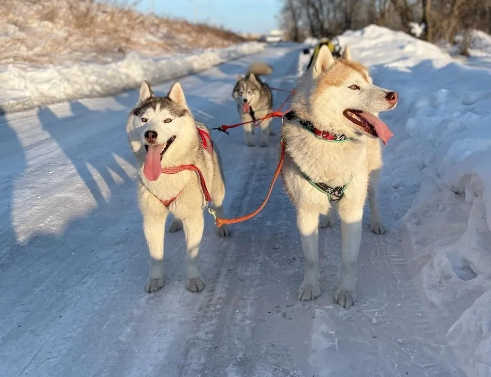 Экзотическое развлечение - катание на хаски - пользуется популярностью в Биробиджане