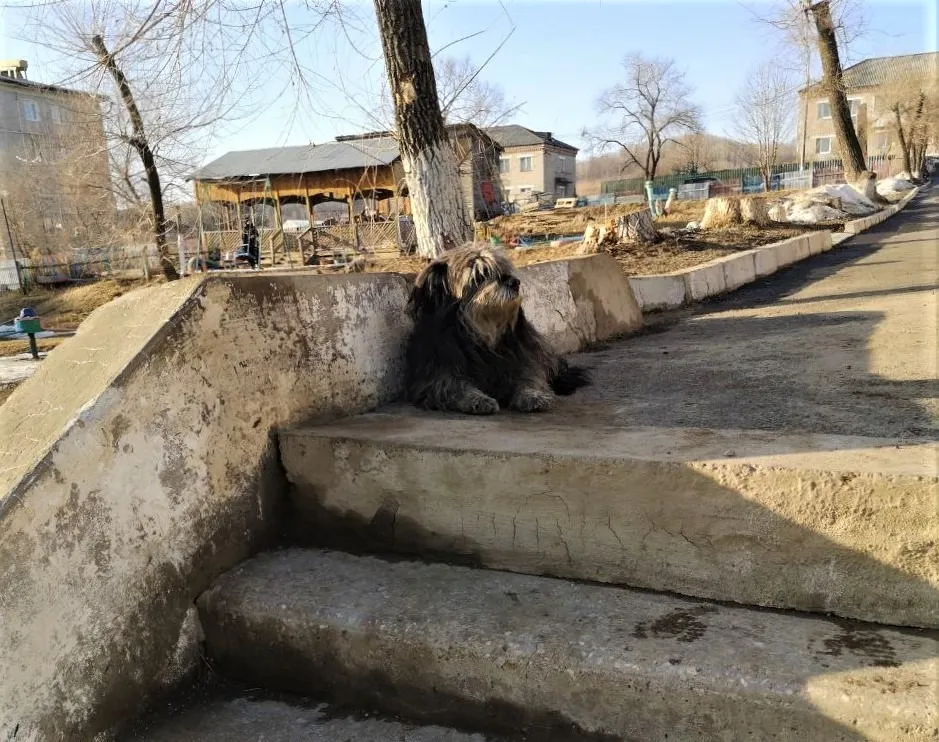 Ребёнок отказывается идти в детский сад из-за собаки в Облученском районе ЕАО
