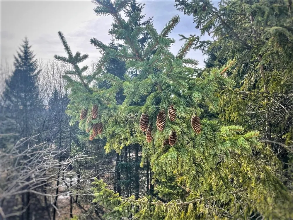 Чрезвычайный режим в лесах ЕАО отменён