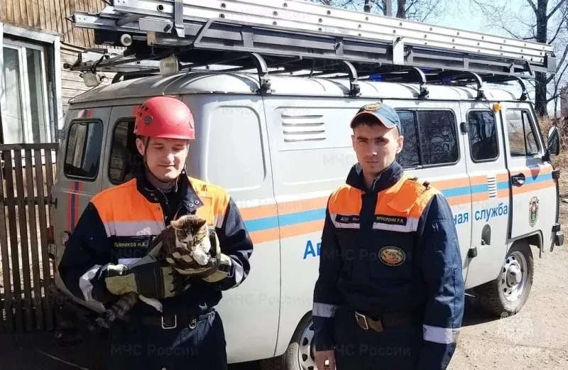 Корову, лошадь, собак, кошек, и две птицы вызволяли из беды спасатели ЕАО