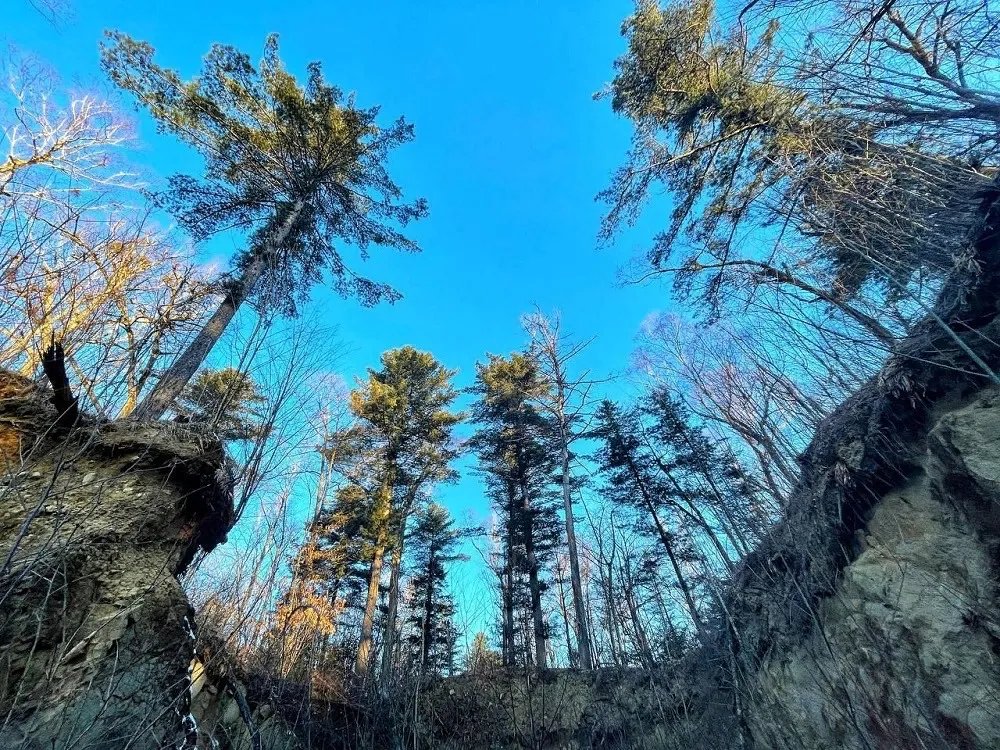 Вирус бешенства выявлен в Ленинском районе ЕАО