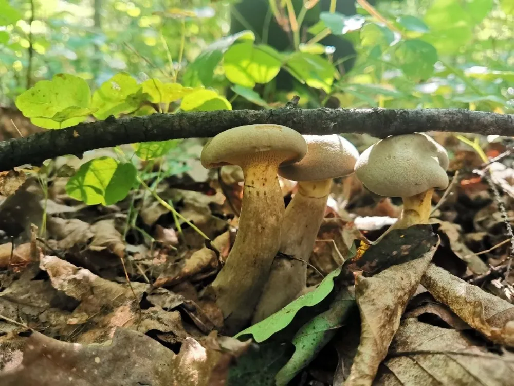 В тюрьму на 9 лет за сбор грибов может отправиться любой житель России