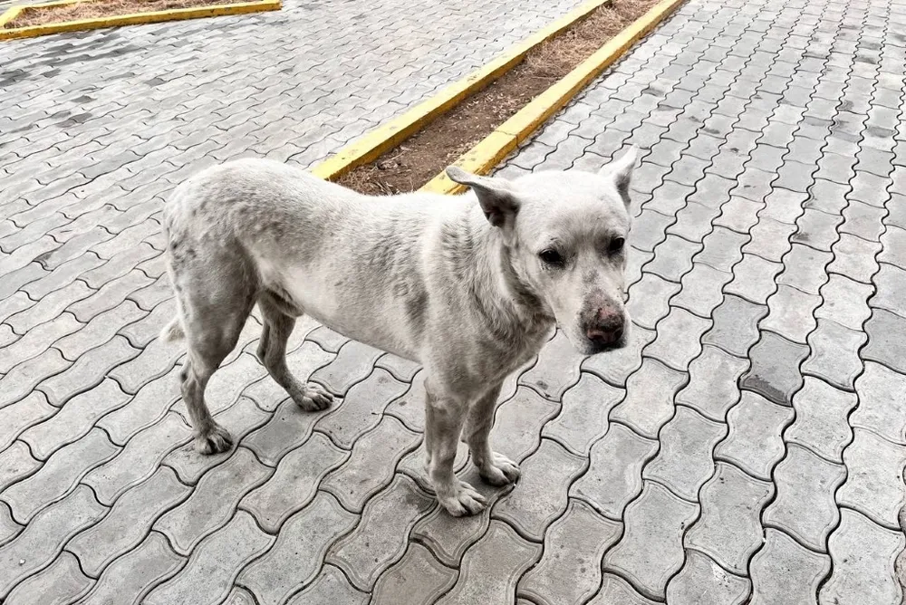 Отлавливать бродячих собак возле больниц начали после вмешательства судебных приставов в ЕАО