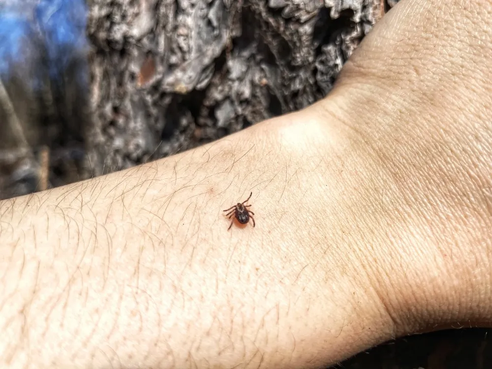 Два ребёнка пострадали от укуса клещей в ЕАО с начала эпидсезона