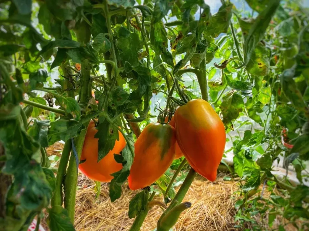 Налог 0% для производителей овощей установили в ЕАО