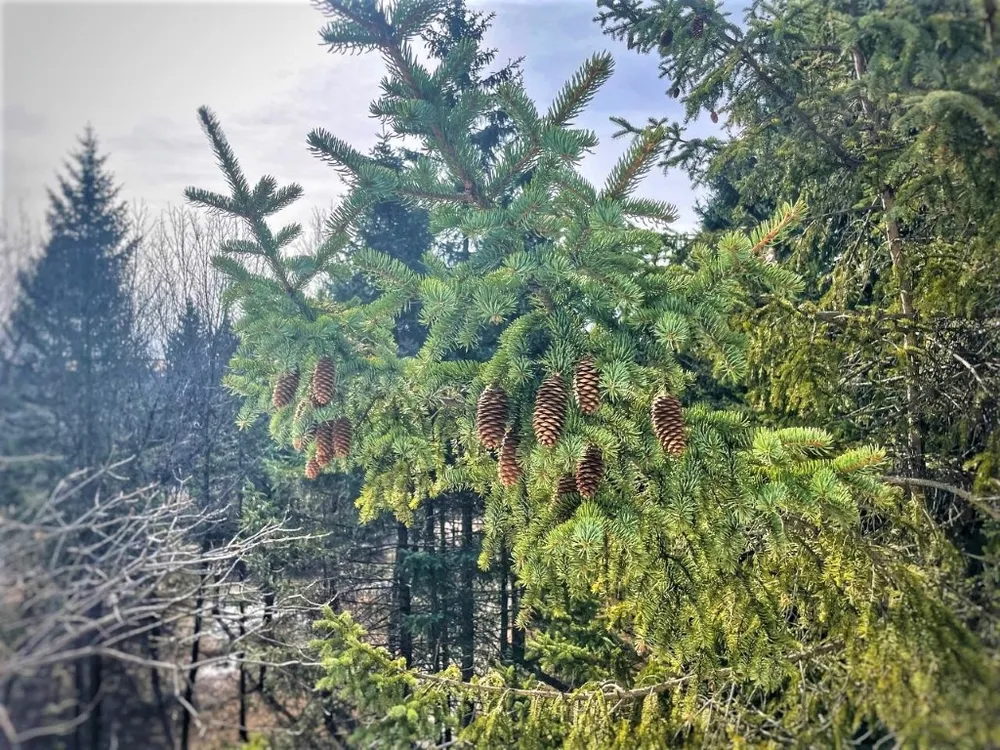 Солнечно и тихо будет в ЕАО 5 апреля - прогноз погоды