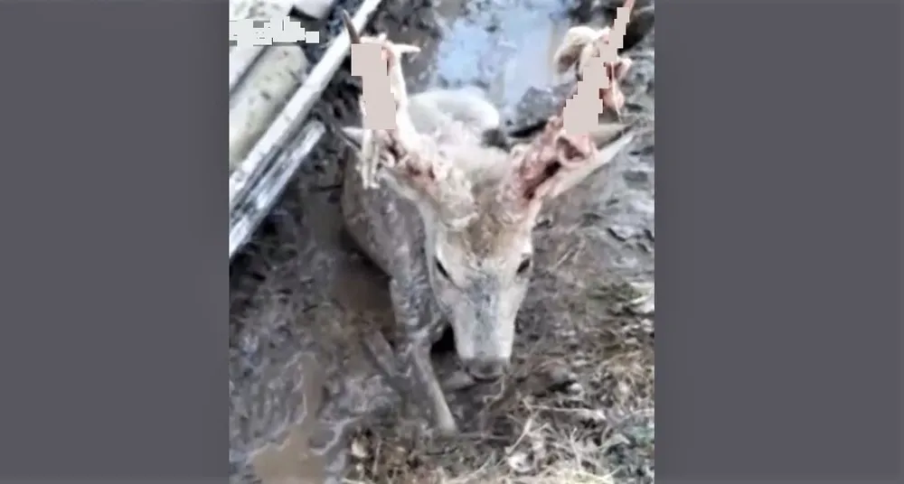 Раненую косулю с окровавленными рогами спасли вблизи Хабаровска