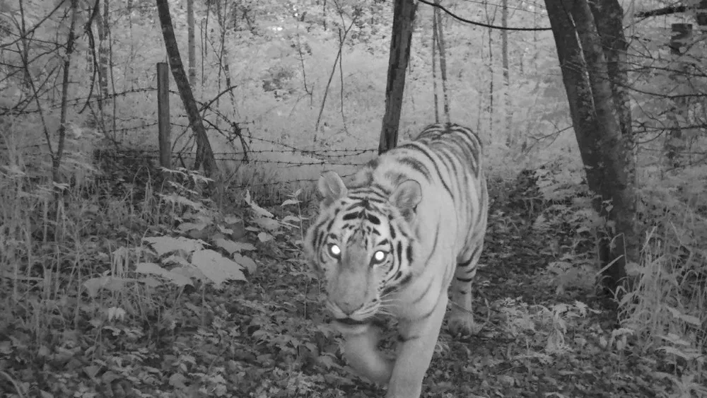 Останки тигра в замаскированном тайнике обнаружены в Облученском районе ЕАО