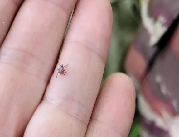 Клещи кусают детей в 5 раз чаще в этом сезоне, чем в прошлом - Роспотребнадзор ЕАО