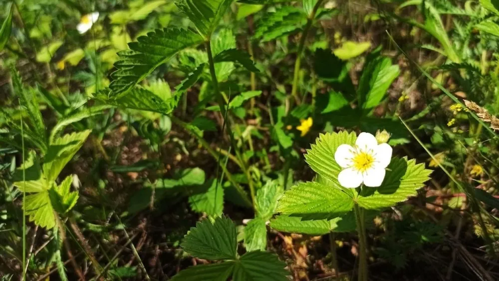 Переменная облачность и небольшой дождь - прогноз погоды на 31 мая