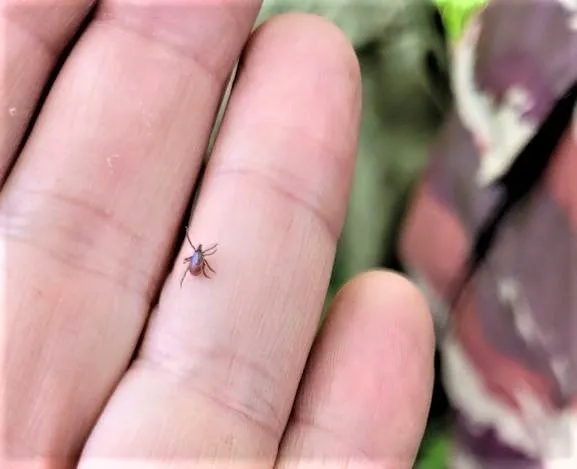 Более 20 детей покусали клещи в ЕАО с начала эпидсезона-2023