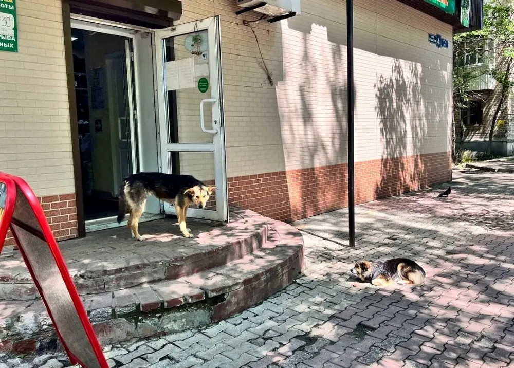 Укус бездомной собаки обойдётся в 50 тысяч рублей мэрии Биробиджана