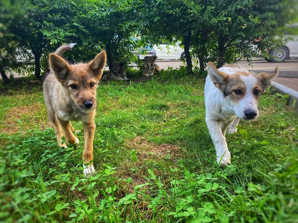 Законопроект об уборке фекалий за домашними собаками принят в первом чтении в ЕАО