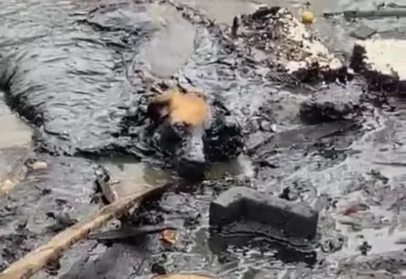 Стало известно о судьбе спасённой из мазута собаки в Биробиджане