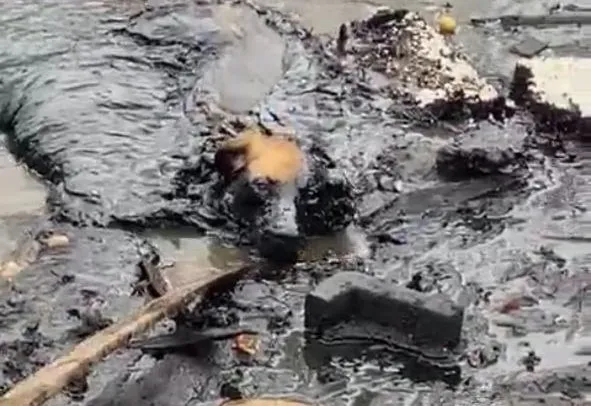 От смерти в мазутной яме спасли собаку в Биробиджане