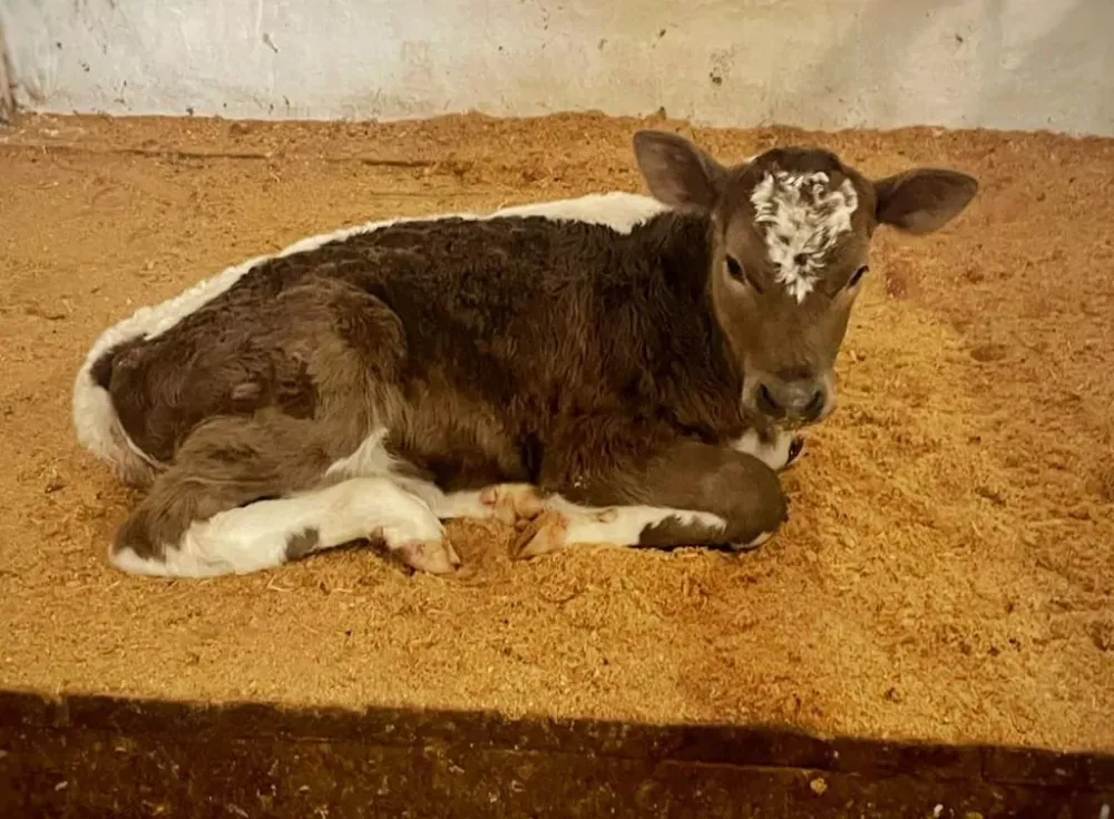 Сто очагов заболевания лейкозом - на контроле ветеринарного ведомства в ЕАО