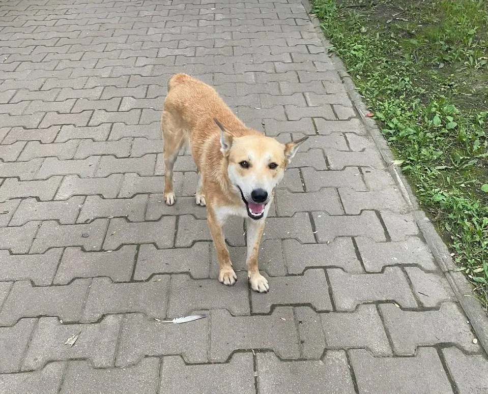 Статистика нападений бездомных собак в ЕАО заставила депутатов задуматься об ужесточении мер