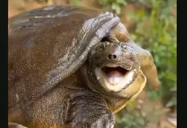 Краснокнижную черепаху спасли в ЕАО