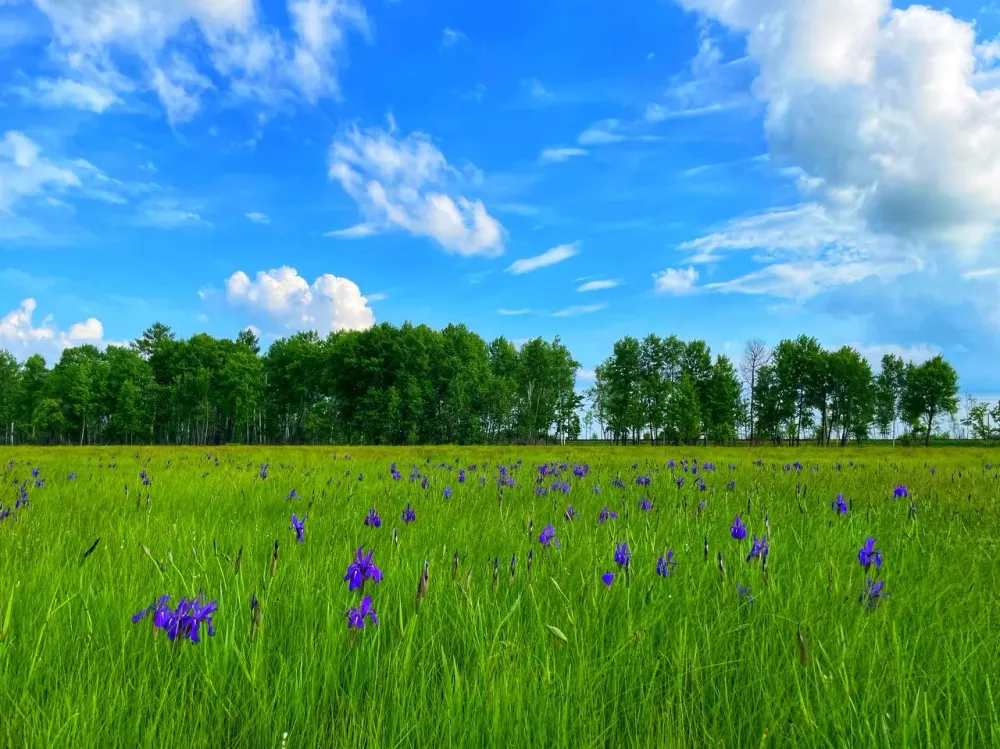 В ЕАО будет жарко: прогноз погоды на 18 июня 2023 года