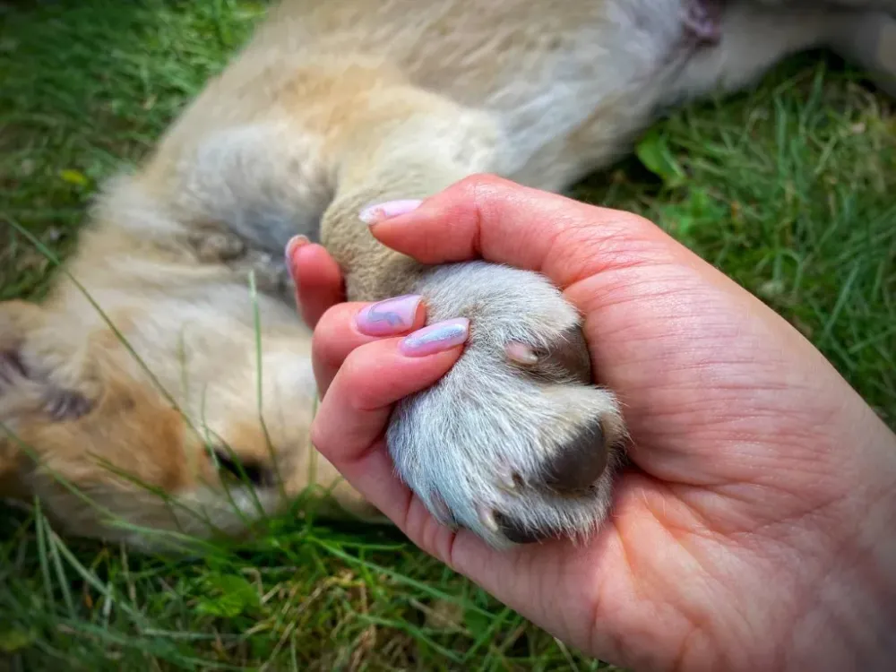 Научить своих детей правильно реагировать на собак просит мэр Биробиджана жителей города