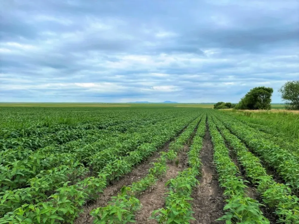 Получить до 3 млн рублей могут участники программы «Дальневосточный гектар»