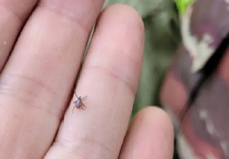 Заражены боррелиозом 48,2% клещей, исследованных за неделю, в ЕАО