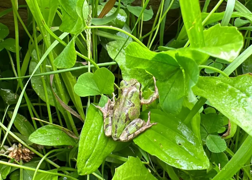 Жару и подтопление прогнозируют специалисты для ЕАО в июле
