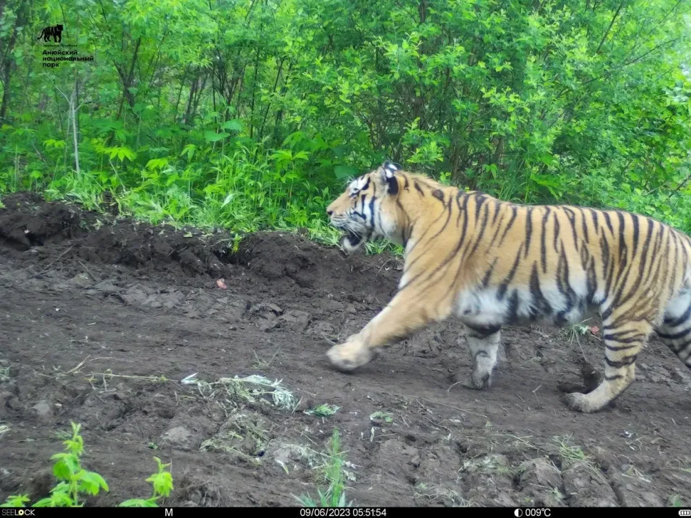 Бензопилой отгоняли напавшего на человека тигра в Хабаровском крае