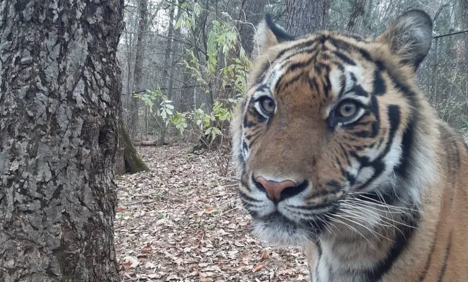 «Зашибло насмерть упавшим деревом»: тигр-инвалид погиб в Хабаровском крае