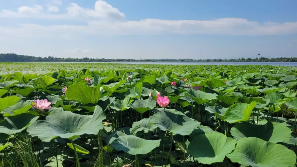 Бесплатный экотуристический маршрут «Бирария – земля тигров» появится в ЕАО