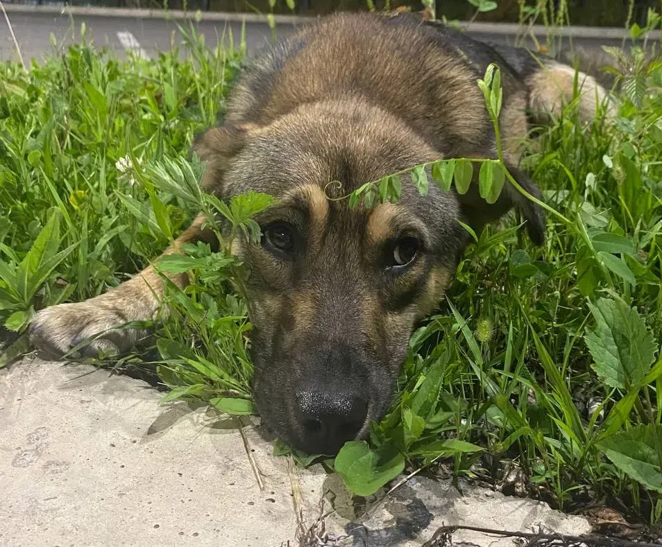 Убил, выкинув из окна 5 этажа, бездомную собаку пьяный хабаровчанин