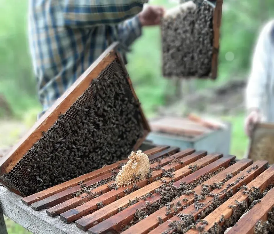 Создал успешный бизнес на Дальневосточном гектаре пчеловод Денис Борисов из Биробиджана