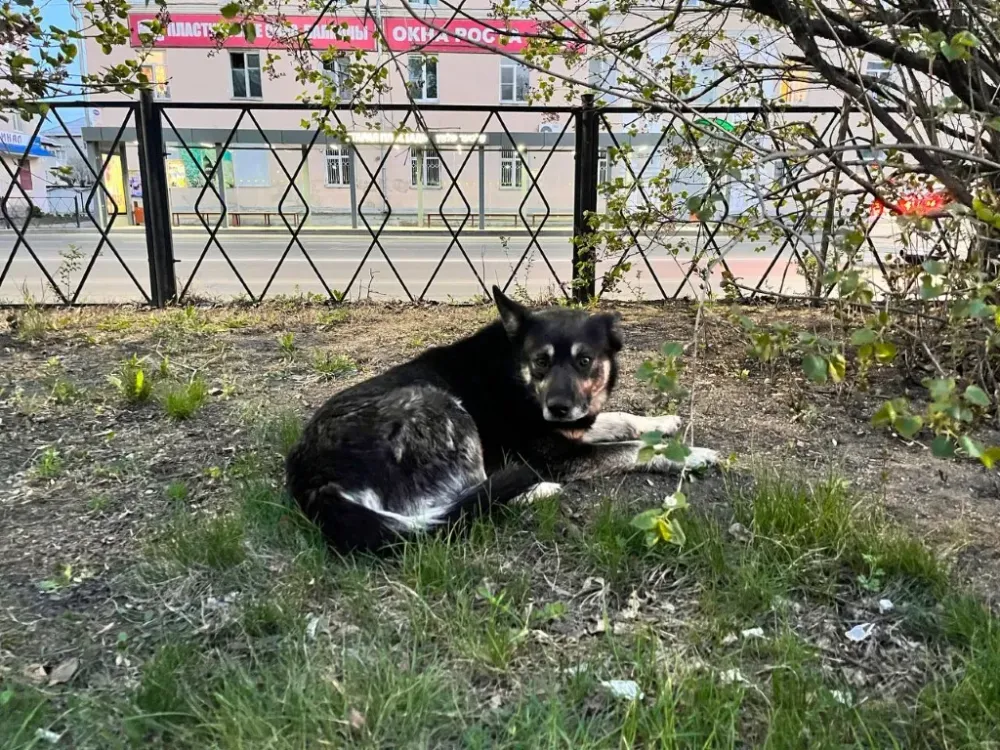 Маленькую девочку укусил за ногу бродячий пёс в ЕАО