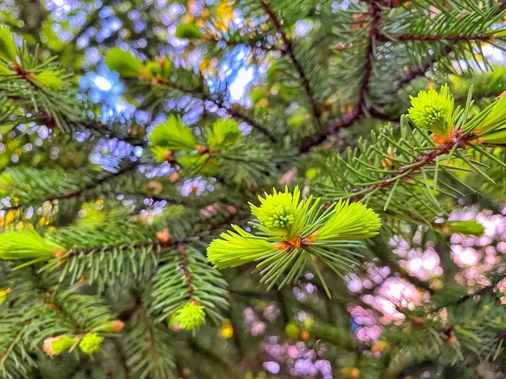 Украшает дальневосточные регионы декоративными деревьями Алексей Кальницкий из ЕАО