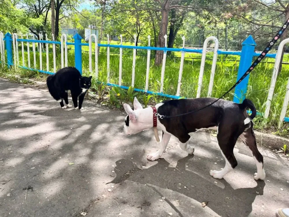 За неубранные собачьи фекалии получить штраф до 2000 рублей можно будет в ЕАО