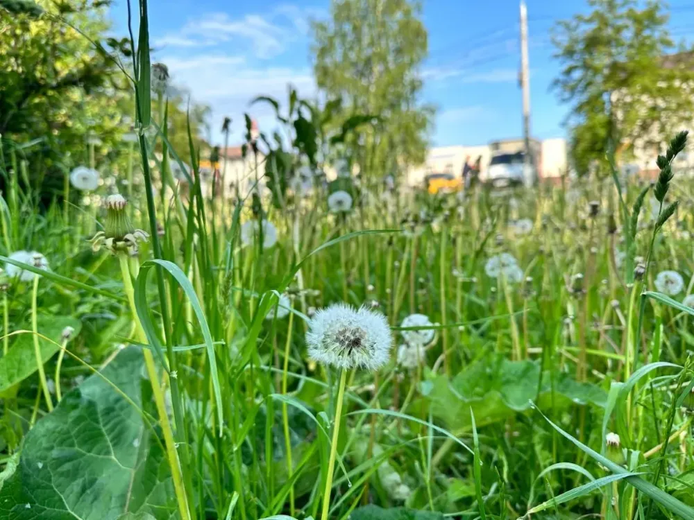 Градус жары немного спадёт в ЕАО 11 июля - прогноз погоды