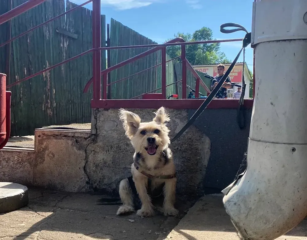 Самовыгул собак теперь под запретом в ЕАО