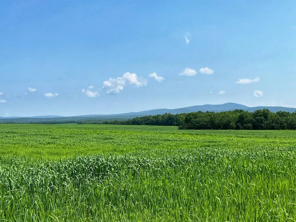 Жаркая пятница прогнозируется в ЕАО - погода на 7 июля