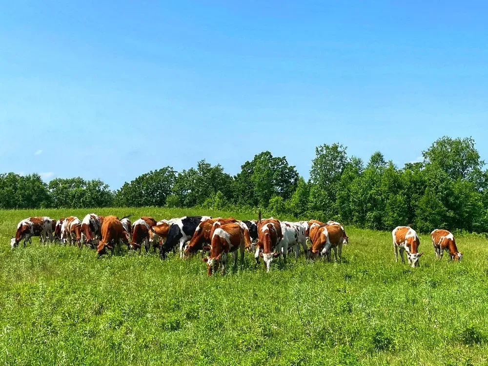 Жаркий ясный день прогнозируется в ЕАО 5 июля - погода