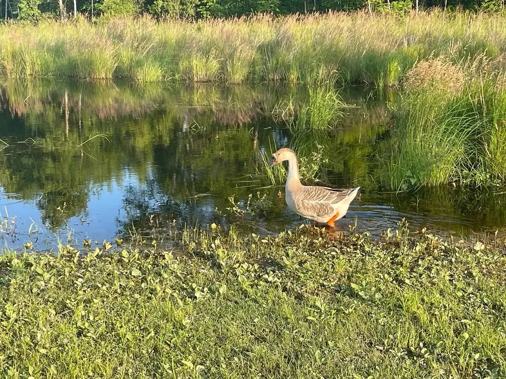 Выше 30°С поднимется столбик термометра - прогноз погоды на 8 июля в ЕАО