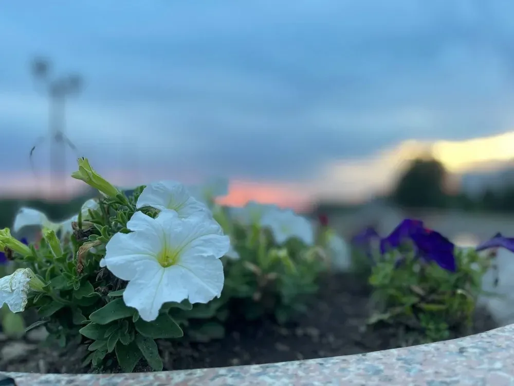 Жару до 34°С ожидают в ЕАО синоптики - погода на 22 июля